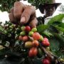 Dikala Petani Kopi Gayo Bertahan Bercocok Tanam Masa Pandemi