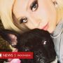 2 Bulldog Lady Gaga Dicuri, Orang yang Bawa Anjing Itu Jalan-jalan Ditembak