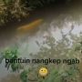 Heboh Ikan Hias Ada di Parit, Warganet: Duit 50 Juta Lagi Berenang