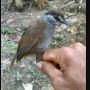 Hilang 170 Tahun, Spesies Burung Misterius Ini Ditemukan di Kalimantan
