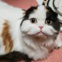 Benarkah Pelihara Kucing Bisa Tingkatkan Risiko Kanker Otak? Ini Faktanya!