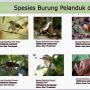 Burung Pelanduk Kalimantan Ditemukan Setelah 172 Tahun Hilang