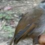 Sempat Hilang 172 Tahun, Burung Endemik Pelanduk Kalimantan Ditemukan