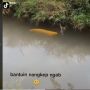 Viral Warga Temukan Ikan Arwana Golden Seharga Rp 20 Juta di Parit