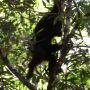 Nenuah, Kisah Orang Utan yang Dilepasliarkan ke Hutan Kalimantan