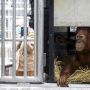 Kondisi 9 Orangutan Repatriasi dari Malaysia, Mulai Nyaman dan Manja