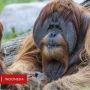 Covid Jangkiti Gorila, Vaksin Eksperimen Diberikan kepada Kera-kera Besar