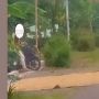 Viral Jalanan Diportal untuk Jemur Gabah, Pemobil Dibikin Heran