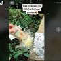 Viral Aksi Buang-buang Masker Bubuk Ilegal, Publik: Pantas Bau Tepung