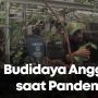 Pandemi: Berkah Manis Budidaya Anggur
