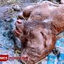 Viral Sapi Berkepala Dua Baru Lahir di Probolinggo, Warga Gempar!