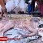 Heboh Sapi Lahir Berkepala Dua di Probolinggo