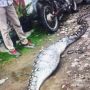 Detik-detik Warga Lampung Timur Tangkap Ular Piton Sepanjang 3 Meter, Gegara Mangsa Ternak