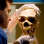 Pertama Kalinya, Ilmuwan Tumbuhkan Otak Hibrida Manusia-Neanderthal