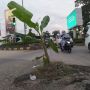 Lubang Bikin Jengkel, Warga Tanam Pohon Pisang di Jalan Ahmad Yani Cilegon