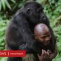 Bertaruh Nyawa Demi Lindungi Gorila: Kisah Penjaga Taman Nasional Virunga