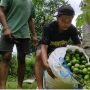 Dilema Pedagang Jeruk Nipis di Banyuwangi: Dibuang Sayang, Dijual Tak Laku