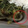 Isi Sayur Kangkung Ini Bikin Merinding, Warganet: Untung Sadar