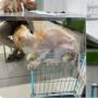 Viral Kucing Kurus Kering Tinggal Tulang Telantar di Penitipan Hewan