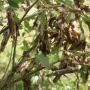 Petani Jagung Sumba Tengah Terancam Gagal Panen, Ini Penyebabnya