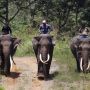 Patroli Konflik Gajah Liar di Aceh