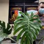 Cara Merawat Janda Bolong atau Monstera, Agar Bagus dan Harganya Makin Mahal