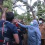 Kepincut Pisang Dampit Malang, Gubernur Khofifah Beri Nama Ini