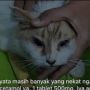 Kucing Diberi Paracetamol saat Demam, Dokter Hewan Jelaskan Efeknya