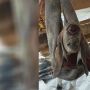 Geger Anak Kambing Mata Satu, Dokter Hewan: Bisa Kekurangan Protein