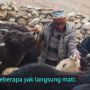 Generasi Terakhir Penggembala di Himalaya:Mereka Anggap Rendah Profesi Kami