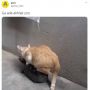Aksi Kucing Naik Tempurung Kura-kura Berjalan, Publik: Tak Ada Akhlak