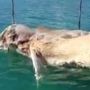 Baunya Tak Sedap, Monster Laut Sepanjang 12 Meter Dikubur Gunakan Eksavator