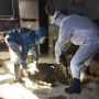 20 Hari Rumah Warga Banyuwangi Terkunci, Pemiliknya Membusuk di Kamar Mandi