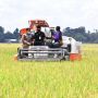Sawah di Maros Uji Coba Panen Padi 4 Kali Dalam Setahun