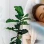 Rekomendasi 4 Tanaman Hias di Kamar yang Bikin Tidur Nyenyak