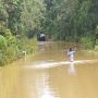 Hujan Deras, Puluhan Hektare Kebun Karet di Mesuji Terendam Banjir