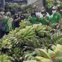 Jangan Disepelekan, Ini Manfaat Pisang Kepok untuk Kesehatan
