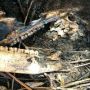 Duh Malangnya, Rusa dan Ular Mati Terbakar di Lokasi Karhutla Pelalawan