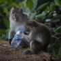 COVID-19 Belum Beres, Muncul Virus Monkey B Bikin Dokter Hewan Meninggal