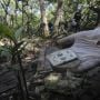 Aksi Bersih-bersih Sampah Plastik di Hutan Mangrove