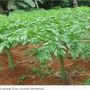 Dear Petani, Yuk Budidaya Porang! Sedang Diminati di Luar Negeri, Lho