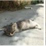 Kucing Jalanan Dipasangi Kamera, Kehidupannya Kontras dengan Kucing Rumahan