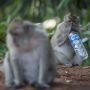 Geger! Dua Ekor Monyet Masuk ke Kantor Kecamatan Cianjur