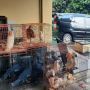 Koleksi Ratusan Burung Asli Papua, Pria di Solo Diringkus Polisi
