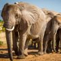 Pemerintah Zimbabwe Akan Sembelih 200 Gajah untuk Warga Kelaparan, Ramai Dikritik
