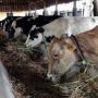 Kisah Peternak Siak Kumpulkan Kotoran Sapi, per Bulan Raup hingga Rp 6 Juta