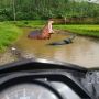 Ada Buaya dan Kuda Nil Berenang di Jalan Rusak, Ini Kata Pemkab Sukabumi