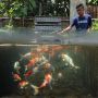 10 Jenis Ikan Koi Unik Lengkap dengan Harganya