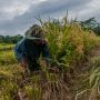 Bulog Pastikan Stok Beras Nasional Aman