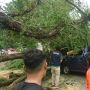 Padang Diterpa Angin Kencang, Pohon Tumbang Timpa Mobil hingga Rumah Warga